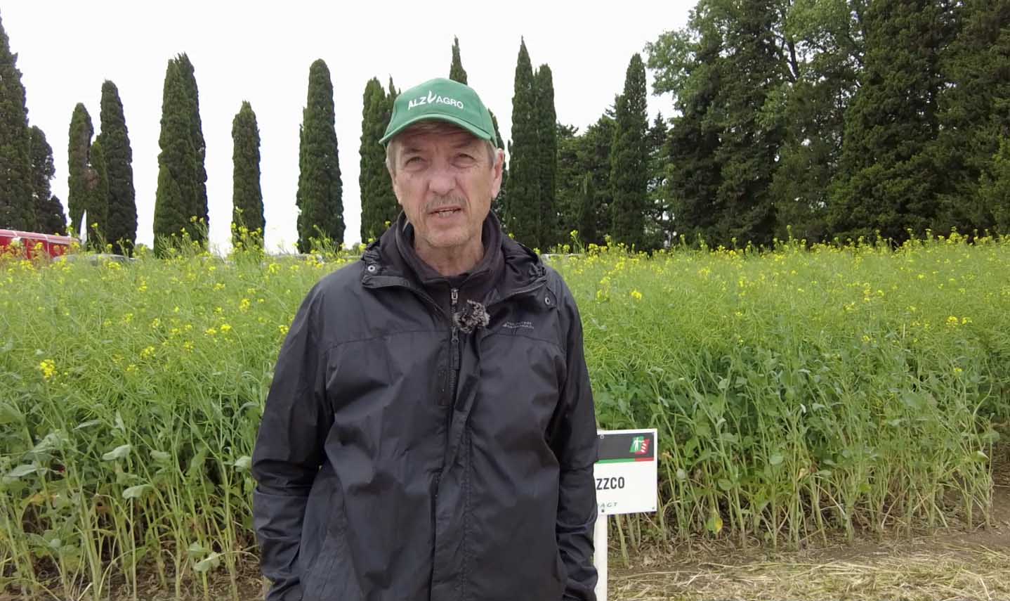 Vuelve la colza: hoy se comercializa para consumo humano y combustible de avión
